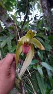 Image of Sudamerlycaste gigantea (Lindl.) Archila