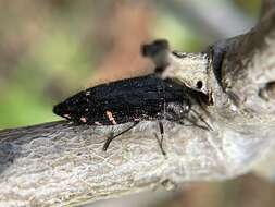 Image de Acmaeodera vandykei Fall 1899