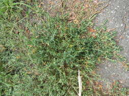 صورة Polygonum aviculare subsp. aviculare