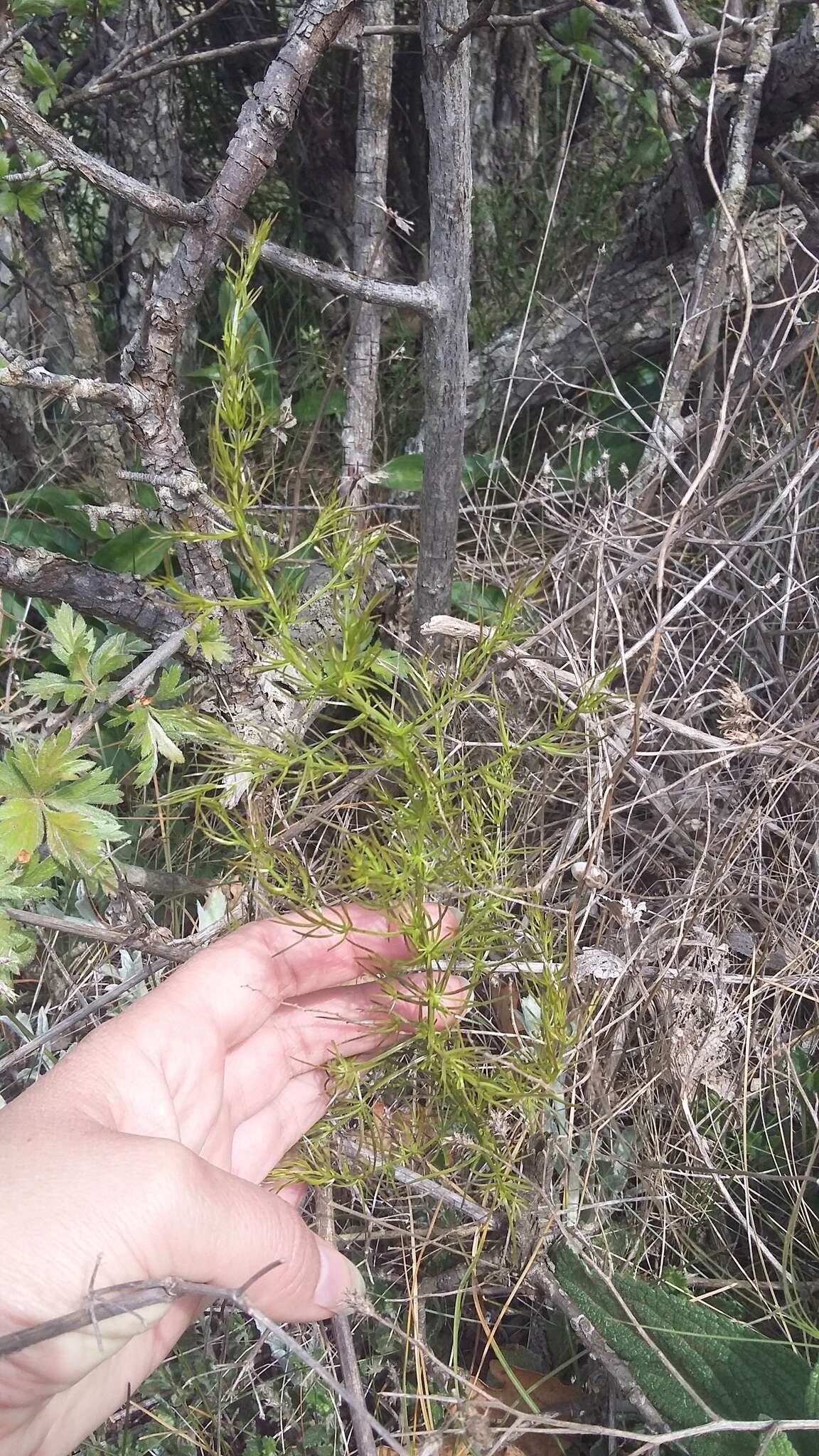 Image of Asparagus verticillatus L.