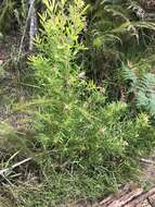 Image of Leucadendron uliginosum subsp. glabratum I. J. M Williams