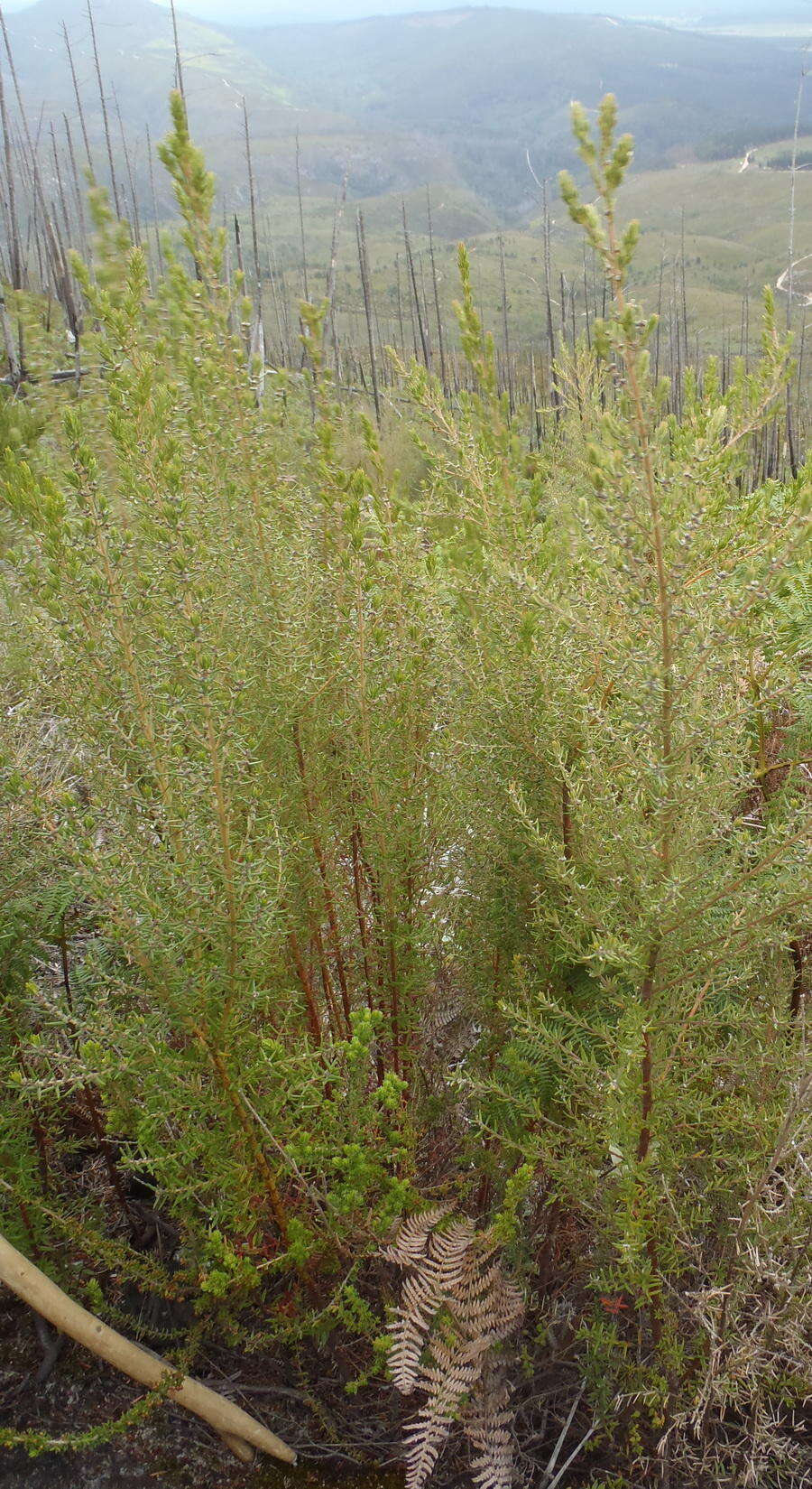 Image of Grubbia rosmarinifolia subsp. rosmarinifolia