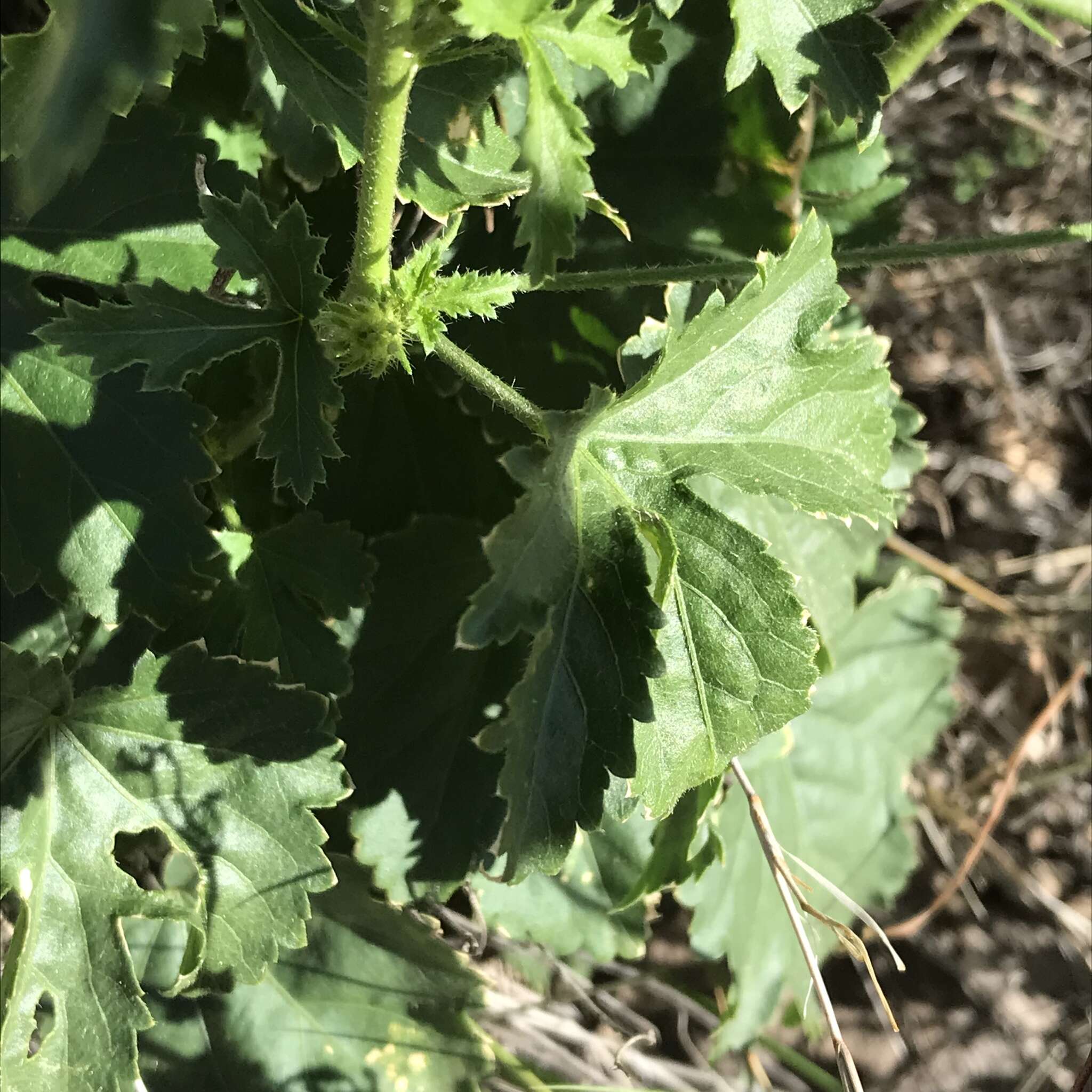 Image of Arizona rosemallow