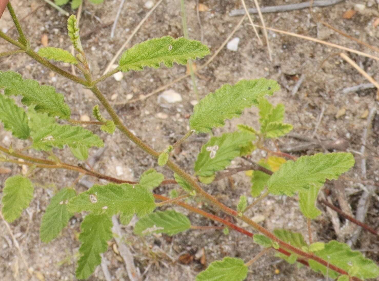 Image of Hermannia althaeoides Hort. ex Link