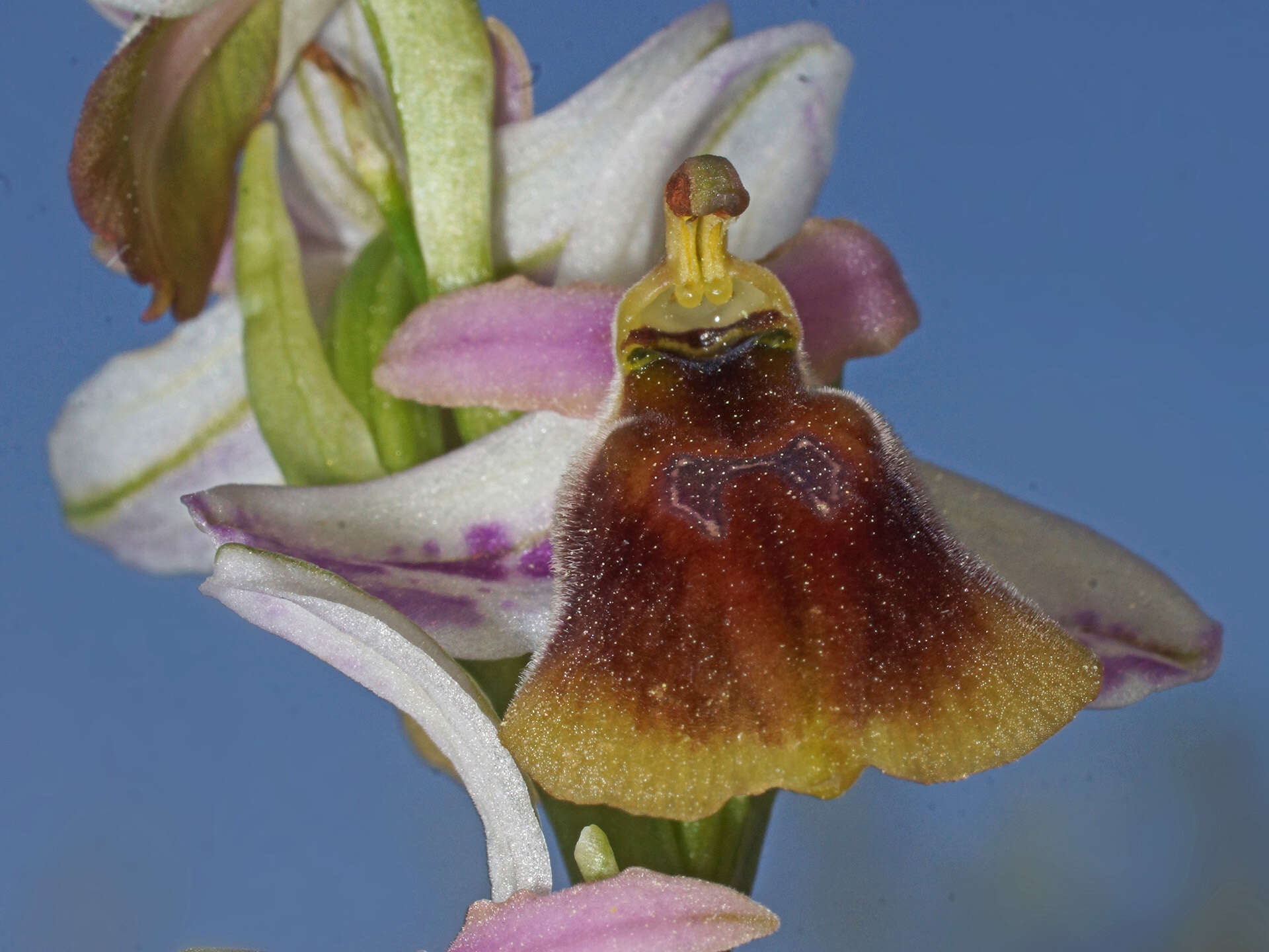 Image of Ophrys argolica subsp. lesbis (Gölz & H. R. Reinhard) H. A. Pedersen & Faurh.