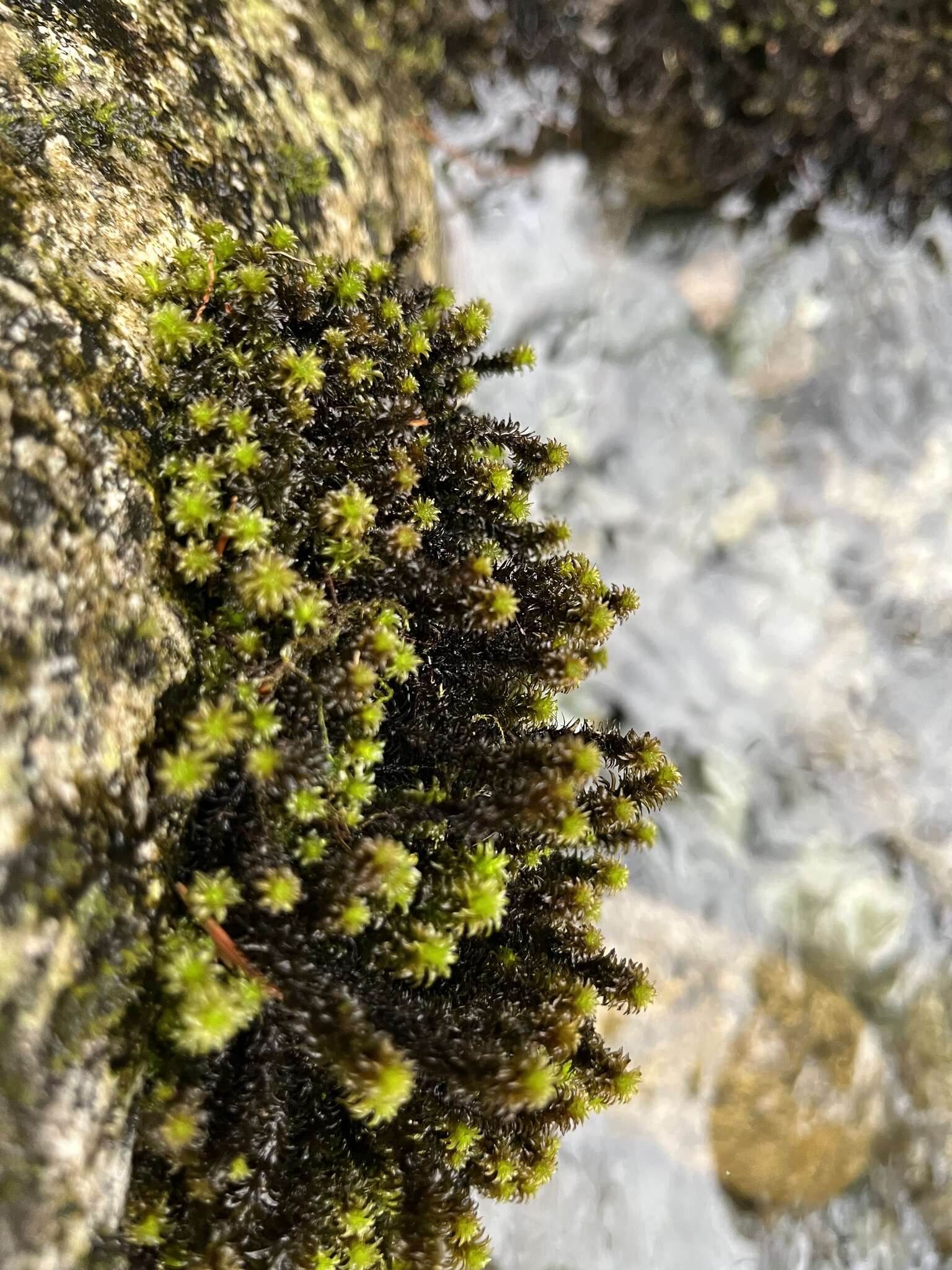 Image of blackmat splashzone moss