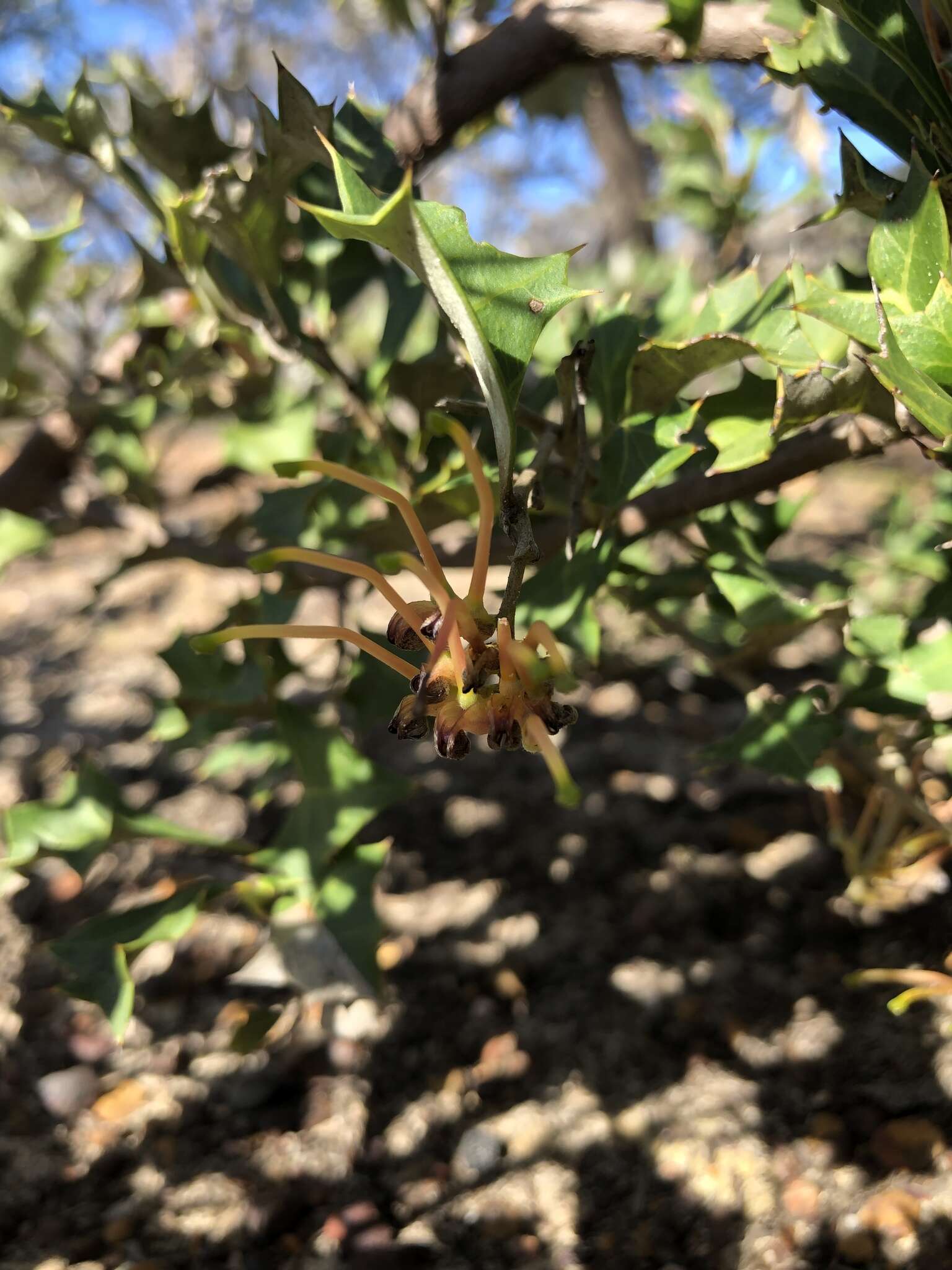 Image of Grevillea ilicifolia (R. Br.) R. Br.