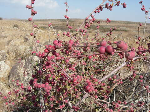 Imagem de Cotoneaster nummularius Fisch. & C. A. Meyer