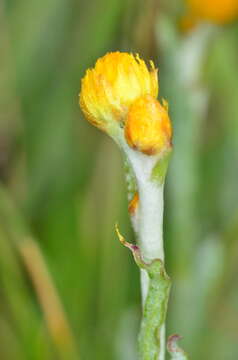 Image of Chrysocephalum apiculatum subsp. apiculatum