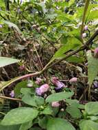 Imagem de Strobilanthes callosa Wall. ex Nees