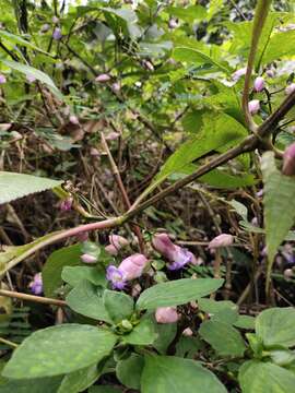 Image of Strobilanthes callosa Wall. ex Nees