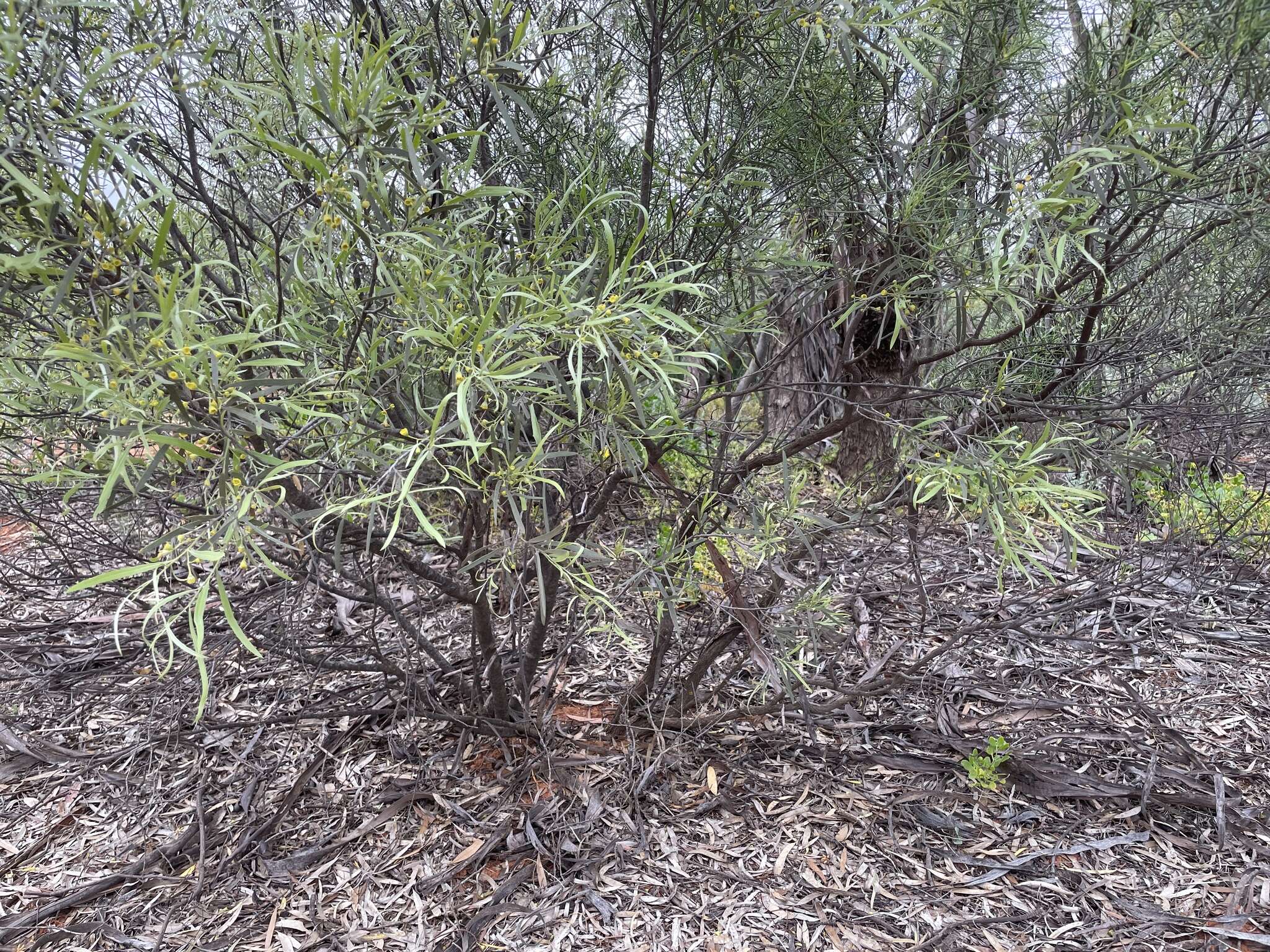 Image of Alectryon oleifolius subsp. canescens S. Reyn.