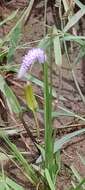 Image of Drifting Sword Plant