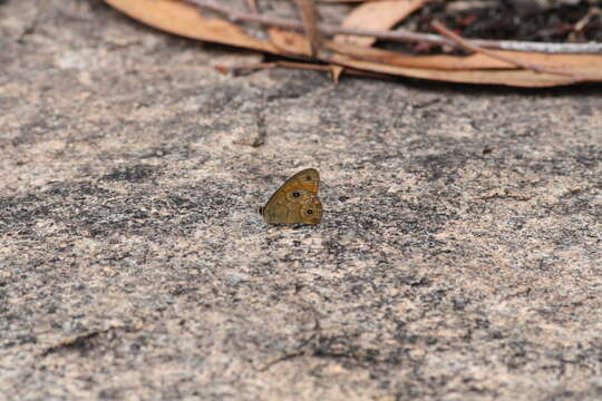 Image of Hypocysta euphemia Westwood (1851)