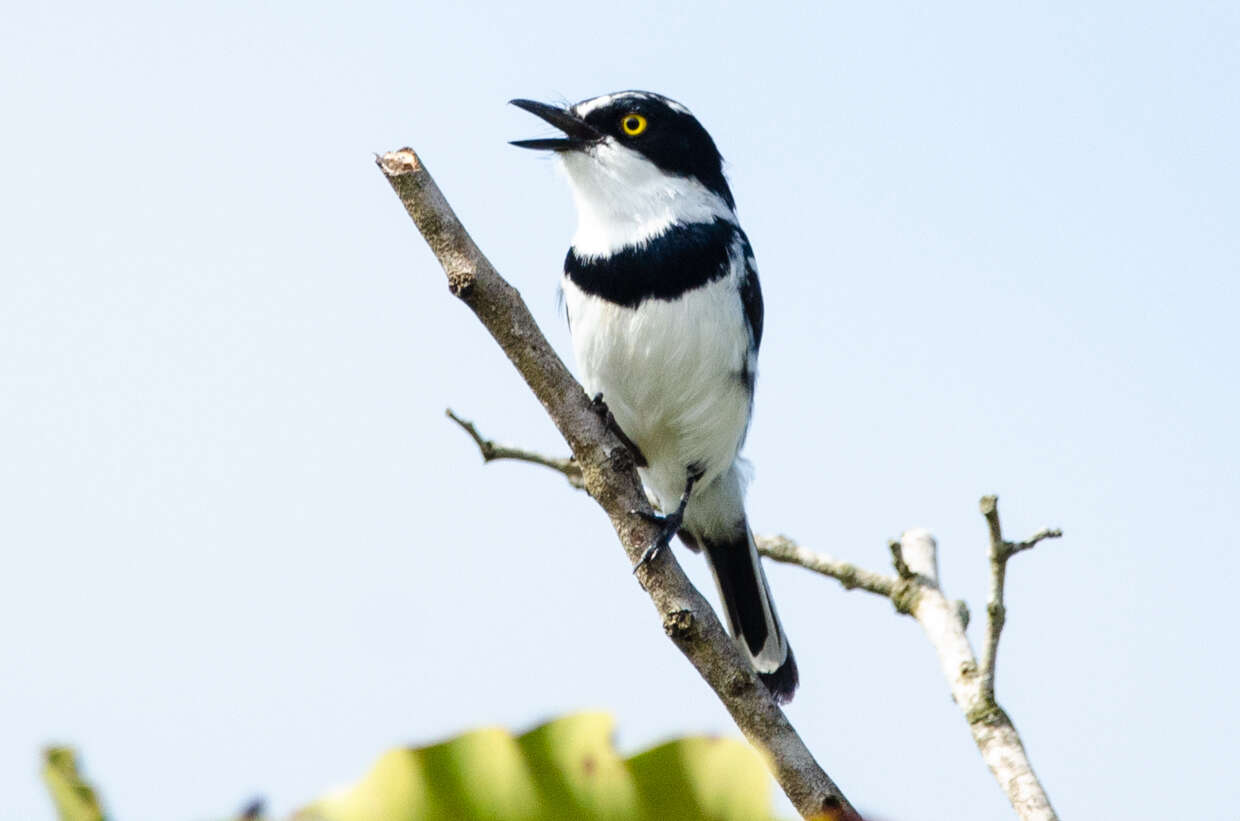 Image of Western Black-headed Batis