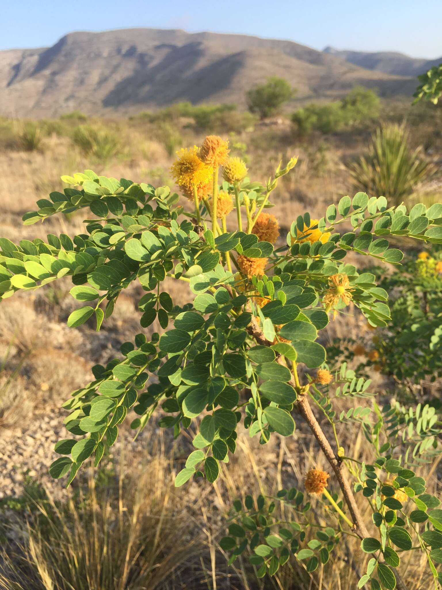 Sivun Leucaena retusa Benth. kuva