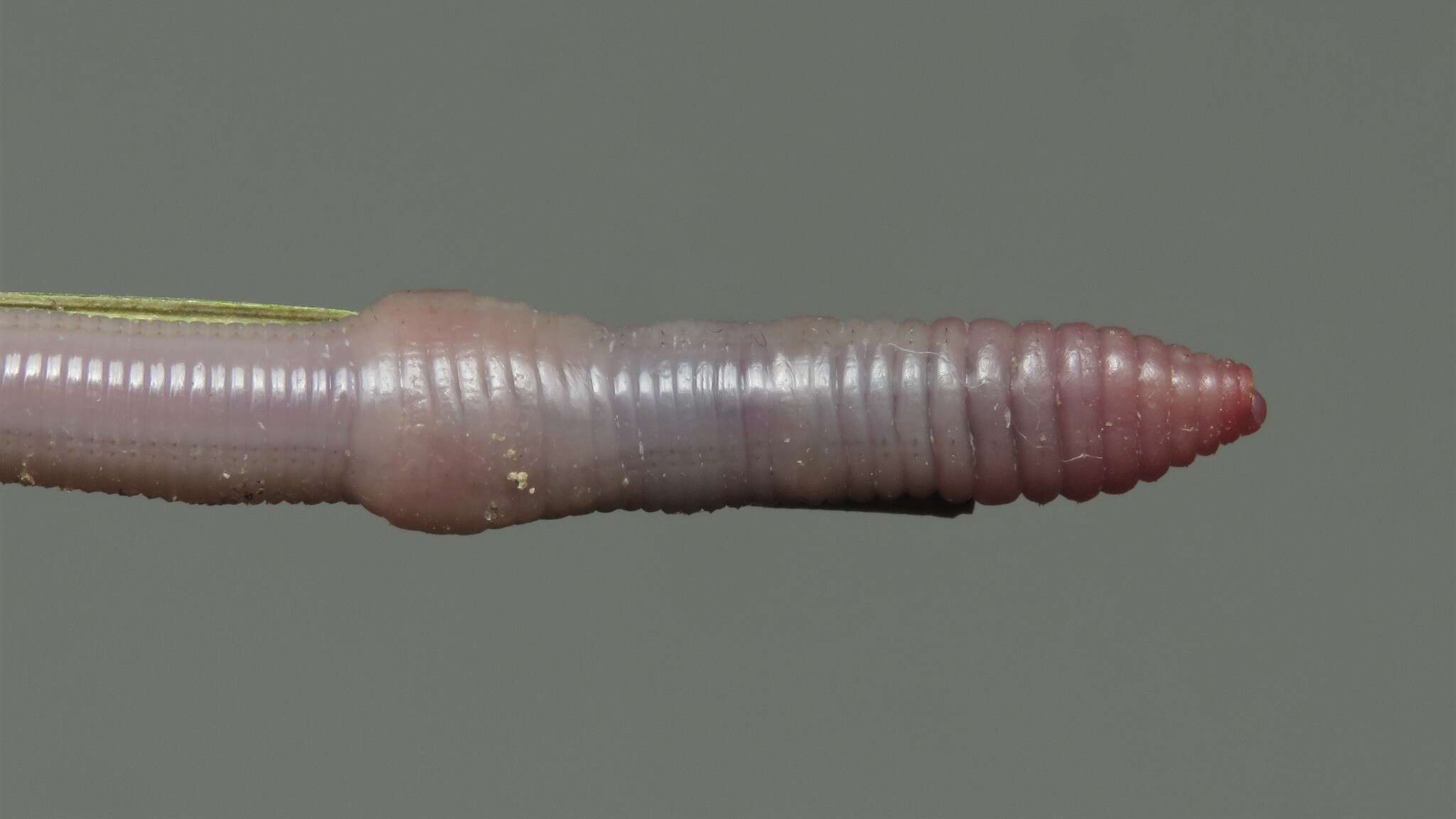 Image of Earthworm