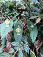 Image of Pleurothallis octavioi Luer & R. Escobar