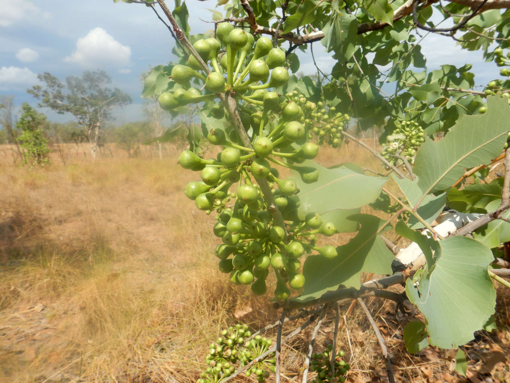 Image of Corymbia grandifolia (R. Br. ex Benth.) K. D. Hill & L. A. S. Johnson