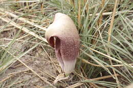 Image of Amorphophallus dracontioides (Engl.) N. E. Br.