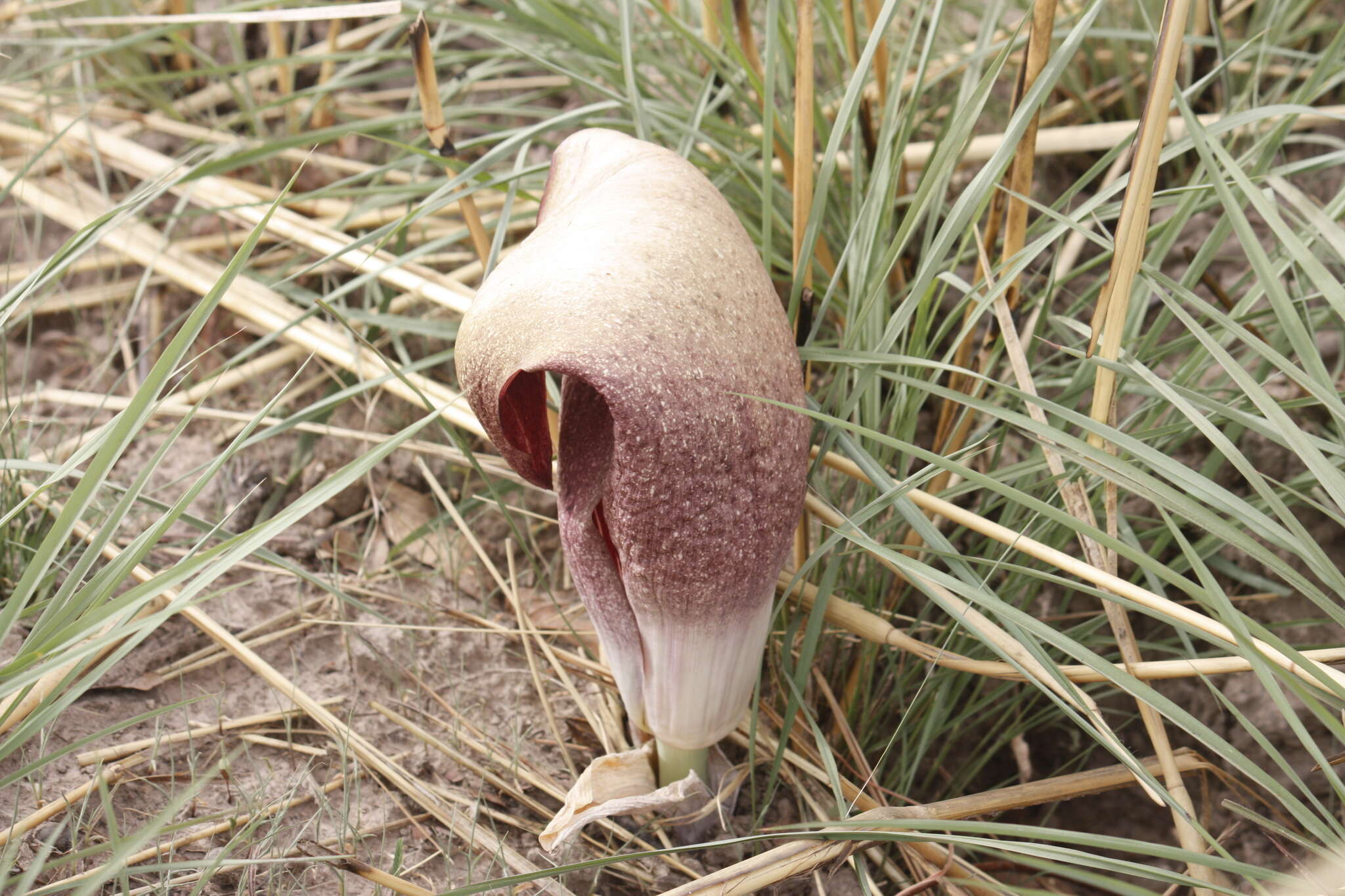 Image of Amorphophallus dracontioides (Engl.) N. E. Br.