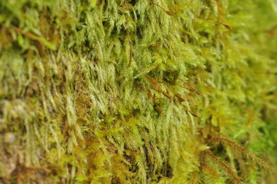 Image of plagiothecium moss