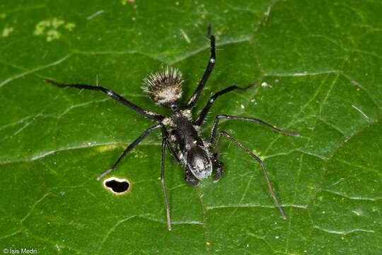 Image of Myrmecotypus tahyinandu