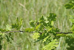 Image of Club-tailed Dragonfly