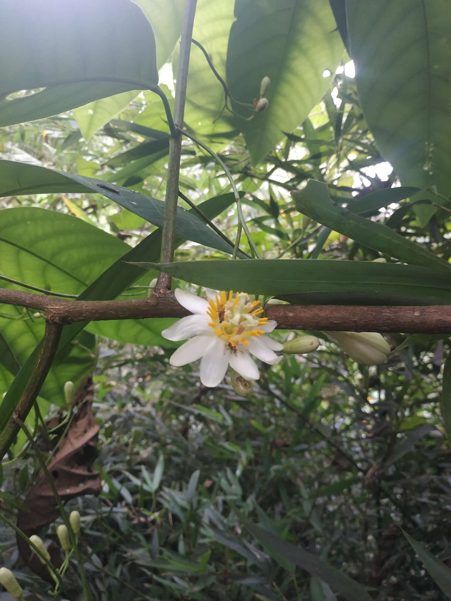 Image de Passiflora arborea Spreng.