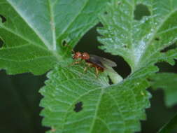 Image of <i>Lasius interjectus</i>