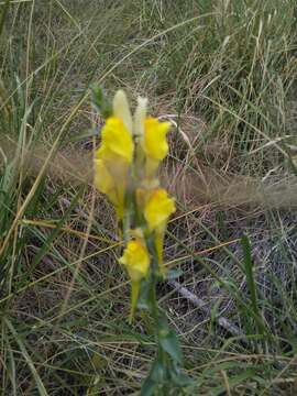 Image of Dalmatian toadflax