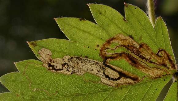 Image of Stigmella aeneofasciella (Herrich-Schäffer 1855) Gerasimov 1952