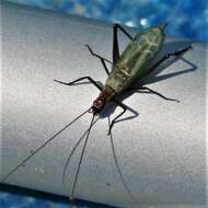 Image of Tamarack Tree Cricket