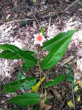 Image de Grewia madagascariensis Capuron