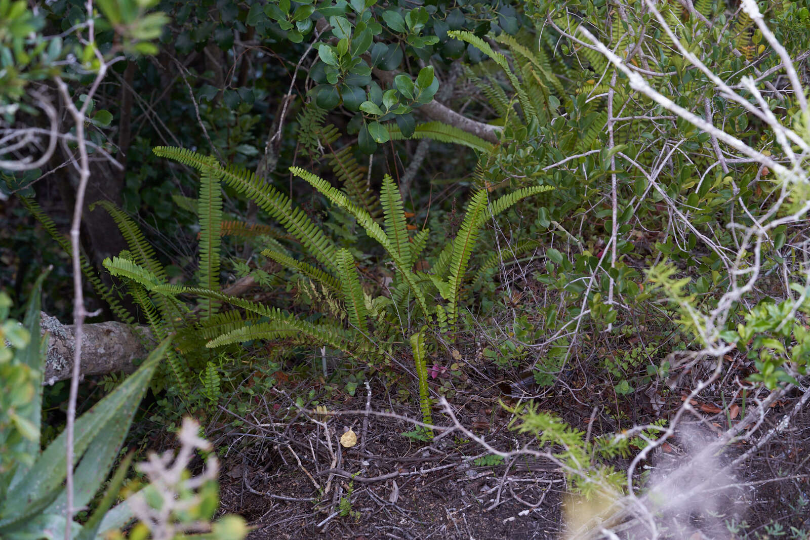 Image of <i>Nephrolepis <i>cordifolia</i></i> var. cordifolia