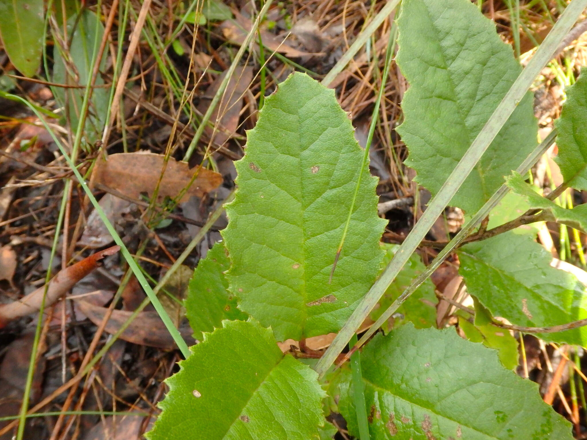 Image of mount lofty daisy-bush