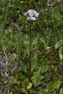 Image of Valeriana montana L.