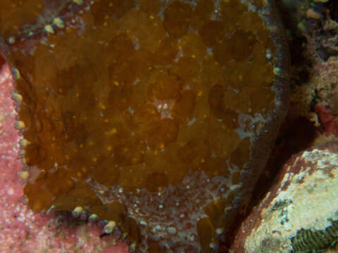 Image of Tonga blue mushroom anemone