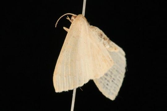 Image of Common Tan Wave