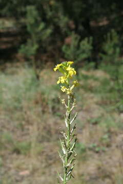 Image de Erysimum canum (Piller & Mitterp.) Polatschek