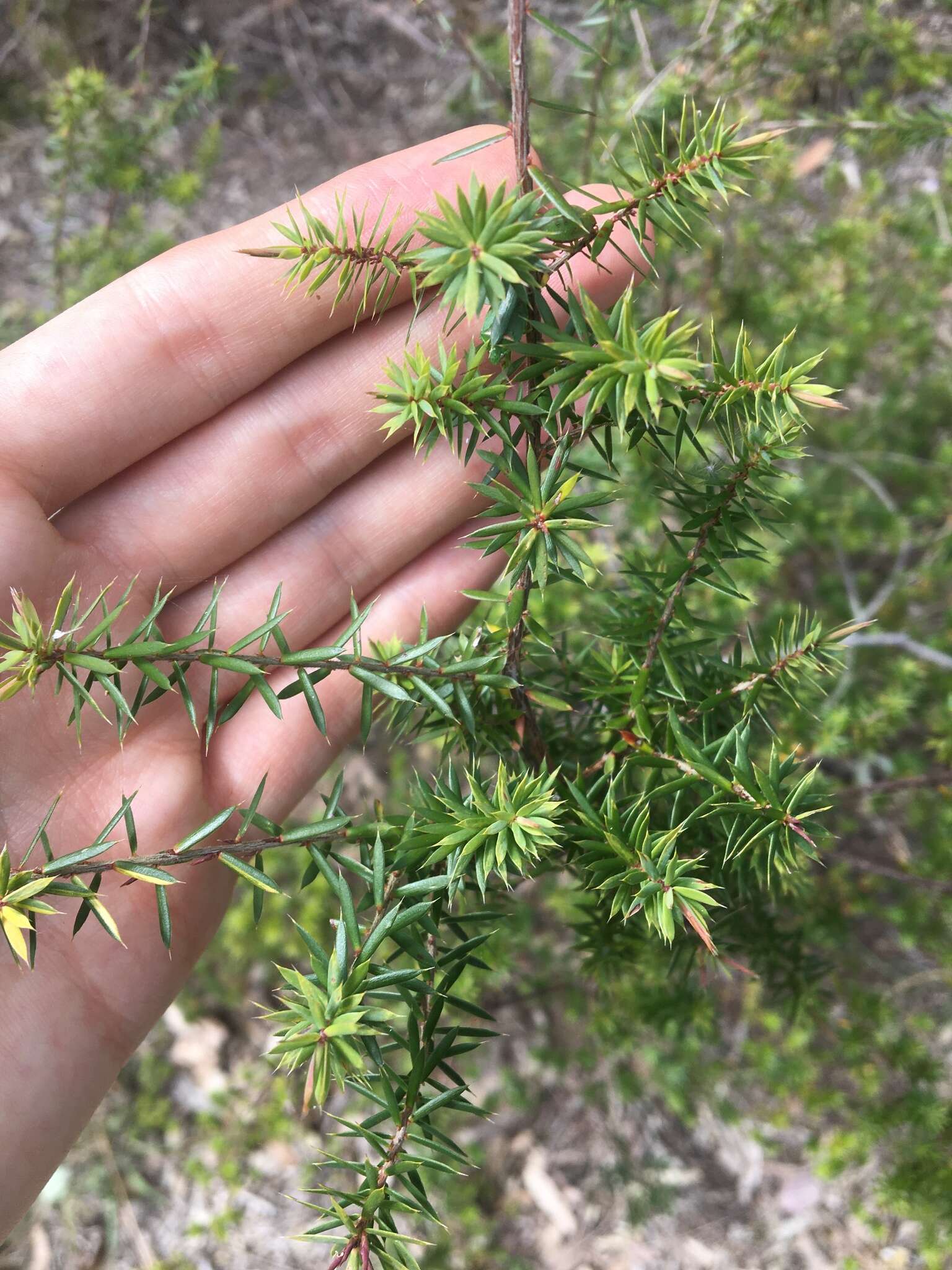 Image of Styphelia sieberi