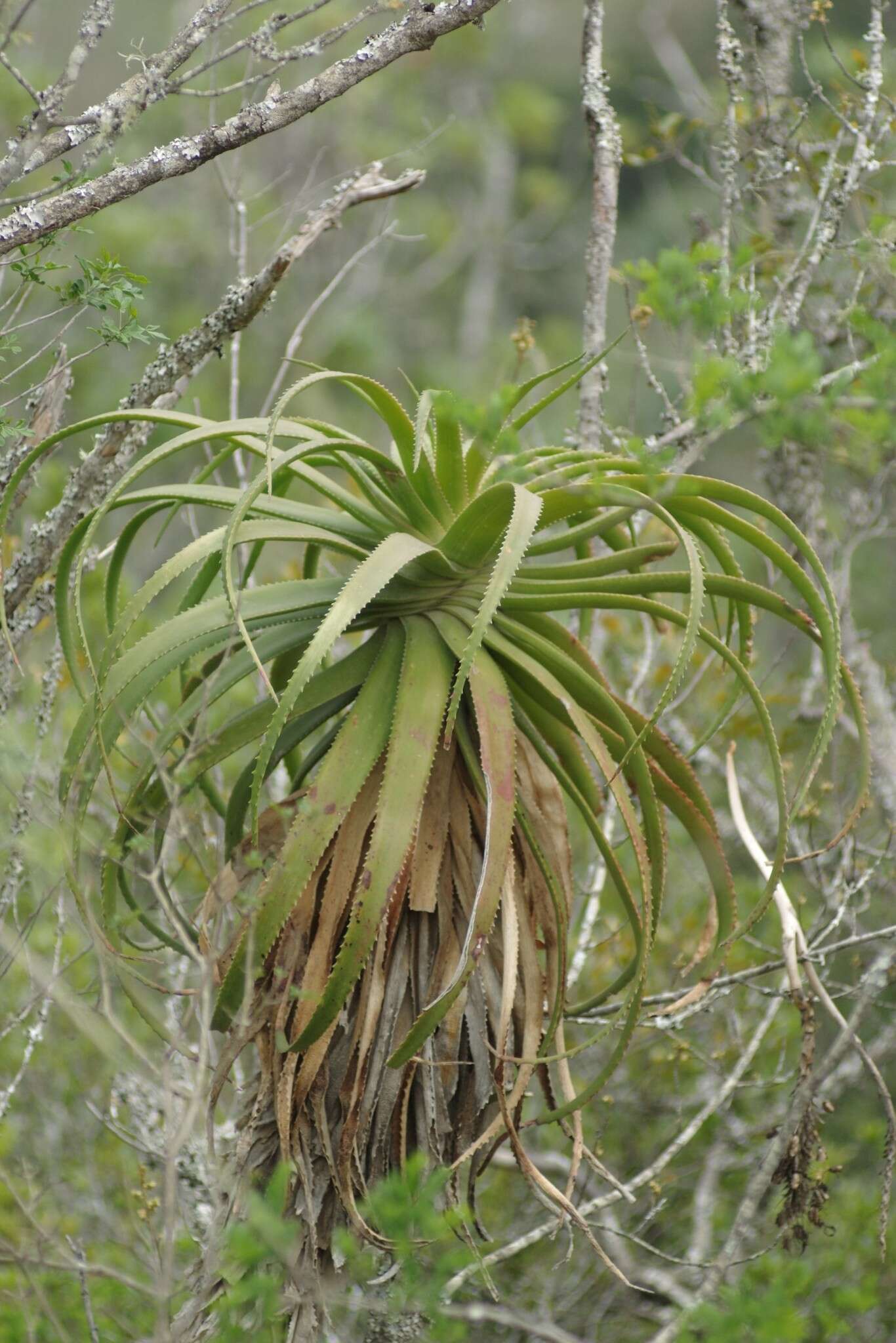 Image of Aloe pluridens Haw.