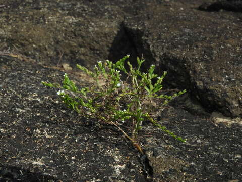 Image of Euploca filiformis (Lehm.) J. I. M. Melo & Semir