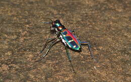 Image of Cicindela (Cosmodela) duponti Dejean 1826