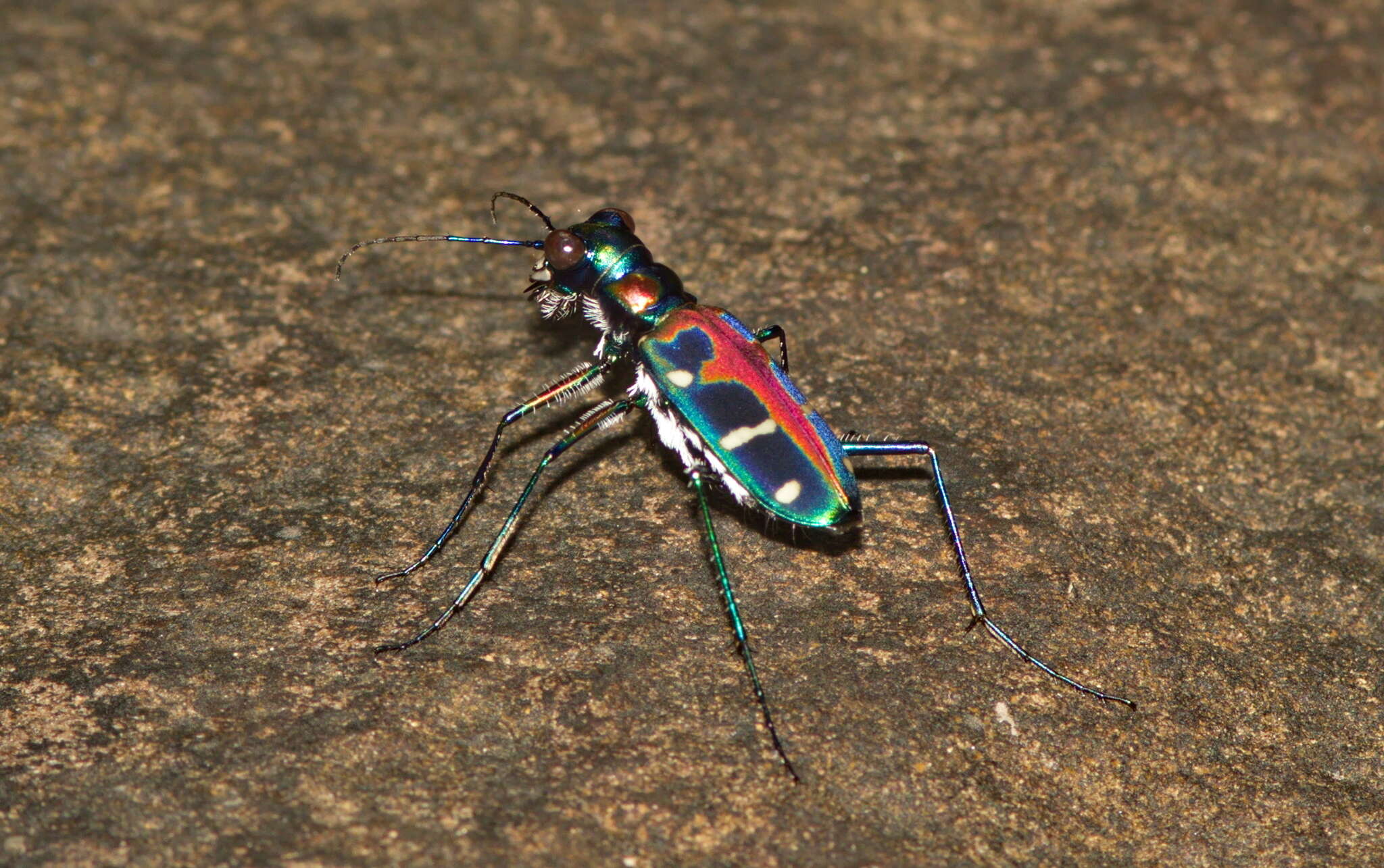 Image of Cicindela (Cosmodela) duponti Dejean 1826