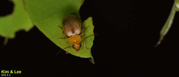 Image of <i>Monolepta shirozui</i>