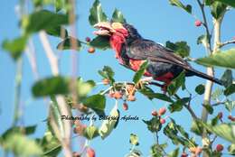 Image of Bearded Barbet