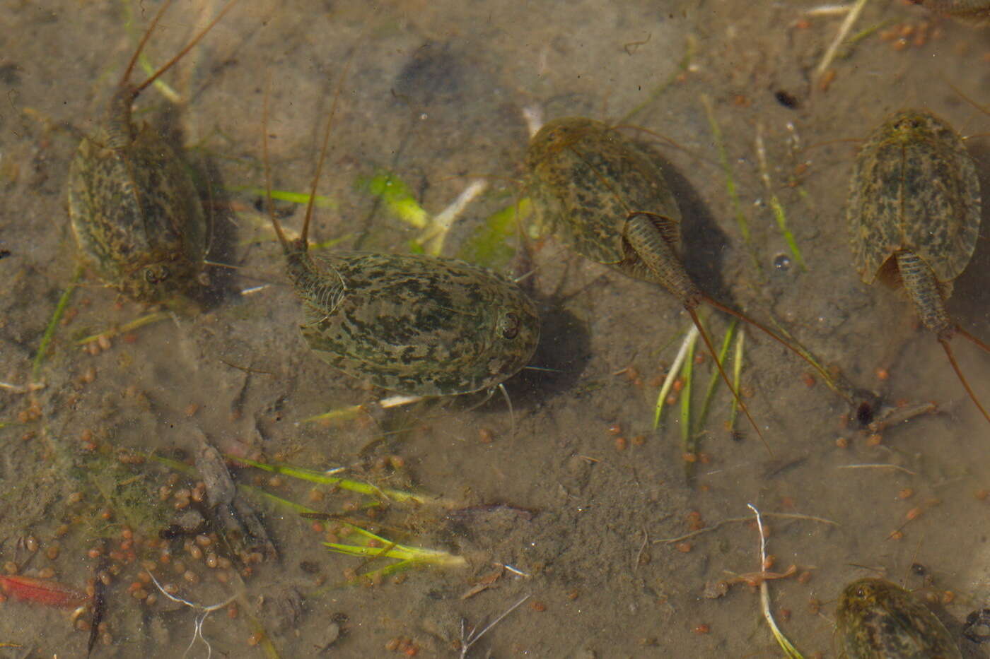 Image of Tadpole shrimp