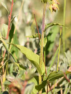 Image of Epipactis helleborine subsp. neerlandica (Verm.) Buttler