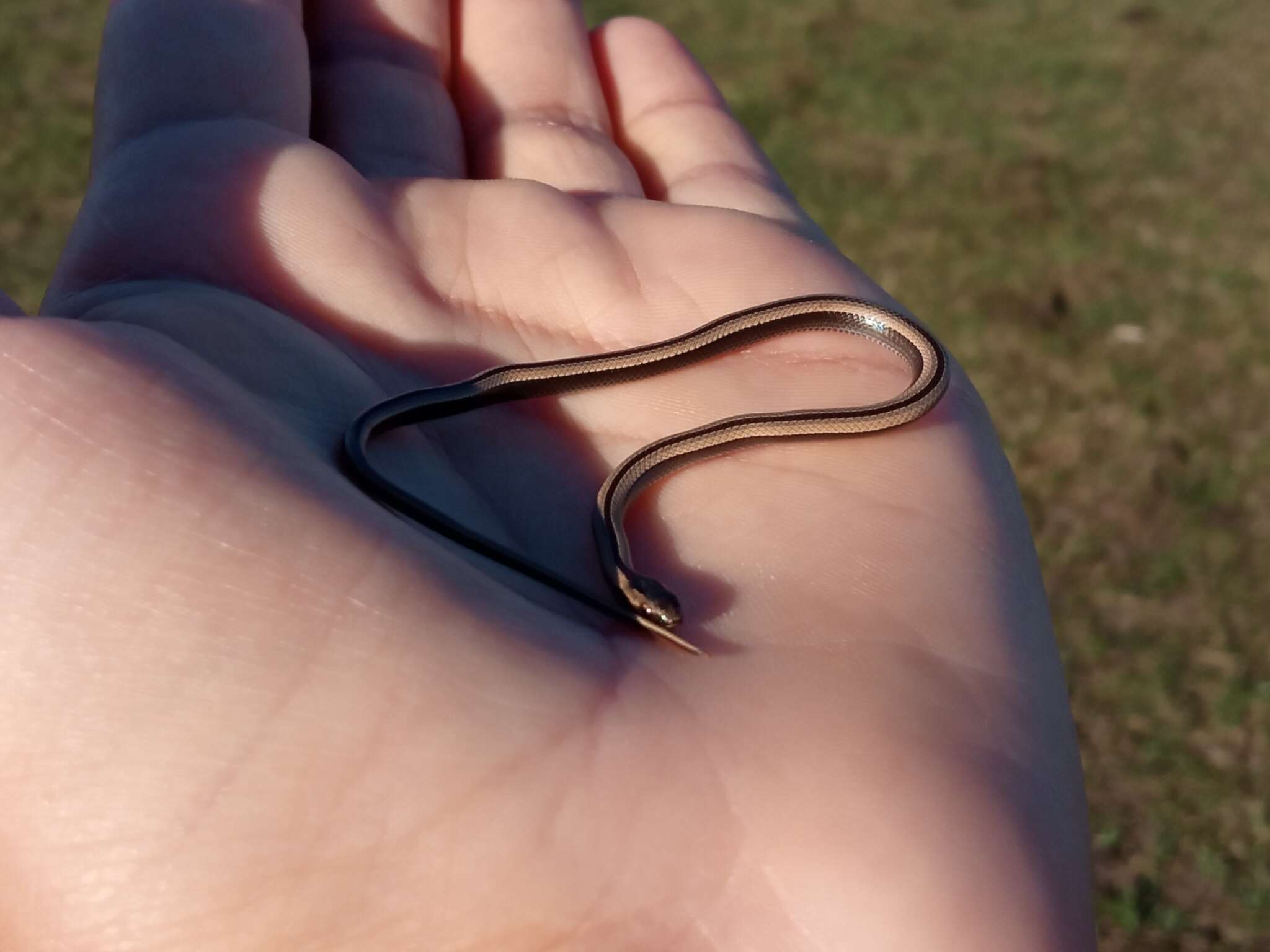 Image of Wide Ground Snake